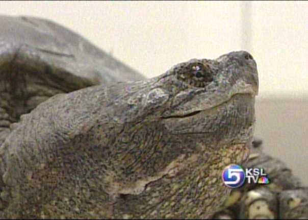 Animal Hospital Looking for Home for Snapping Turtle