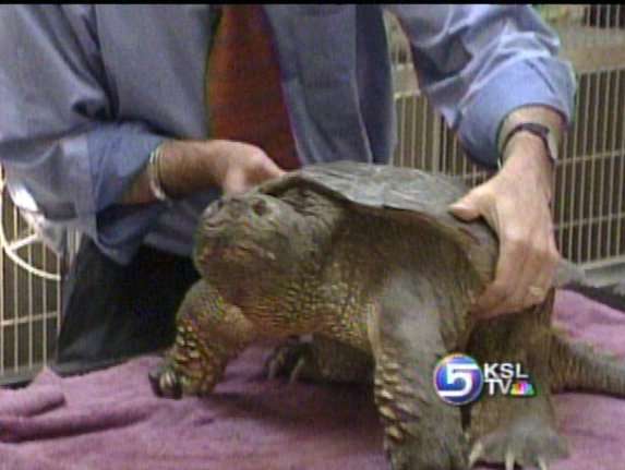 Animal Hospital Looking for Home for Snapping Turtle