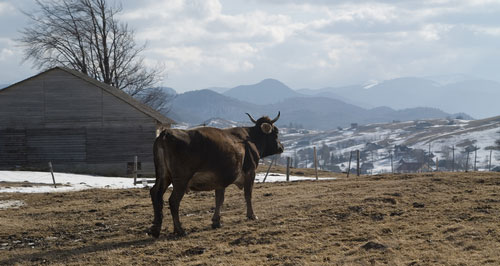 Town That Lost Dam in Flood Needs Water for Crops, Cattle