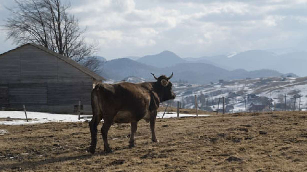 Town That Lost Dam in Flood Needs Water for Crops, Cattle