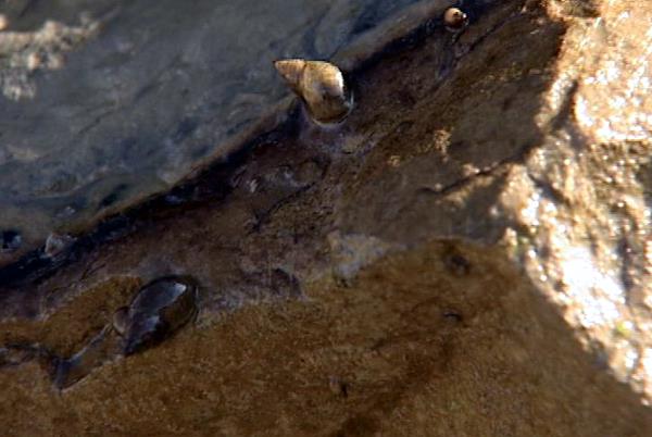 Lake Powell to require mussel inspections