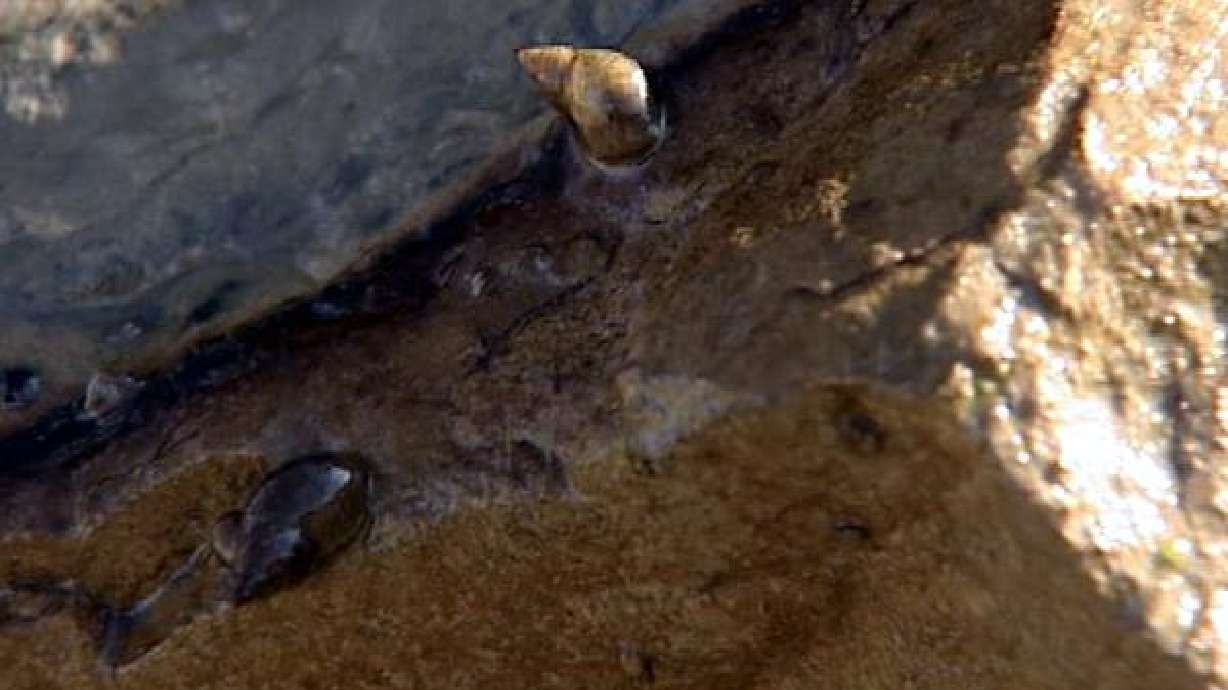 Lake Powell to require mussel inspections