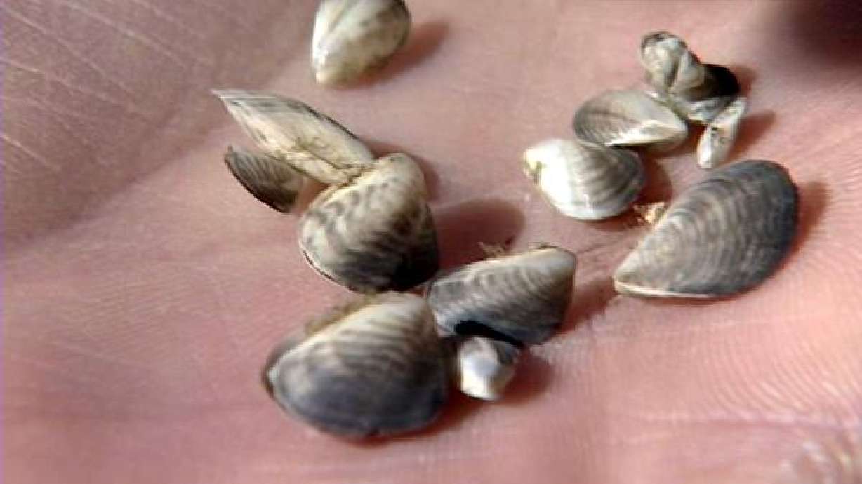 2 boats decontaminated for quagga mussels at checkpoint