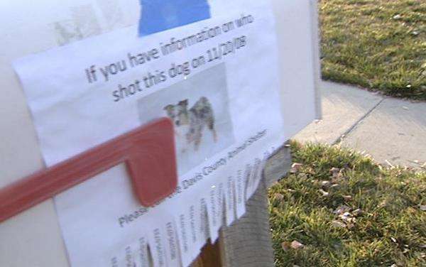 Family needs help finding person who shot their dog