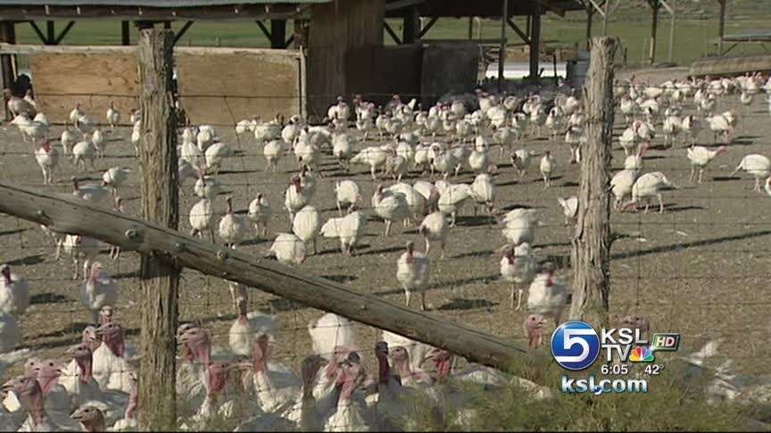 CEO: Moroni turkey plant will be back up and running in March