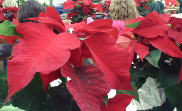 High school class raises, sells poinsettias