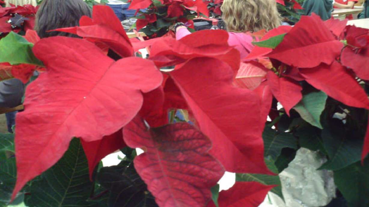 High school class raises, sells poinsettias