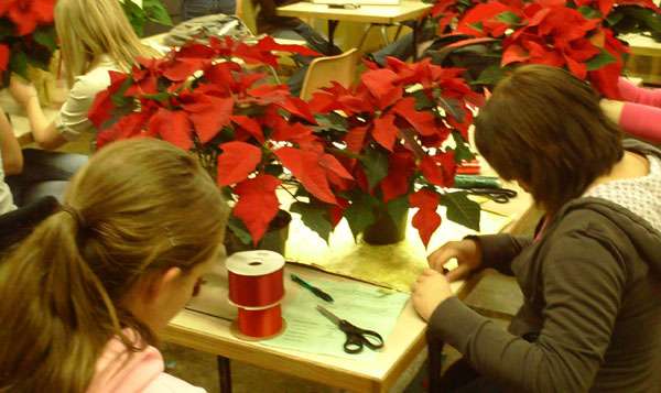 High school class raises, sells poinsettias