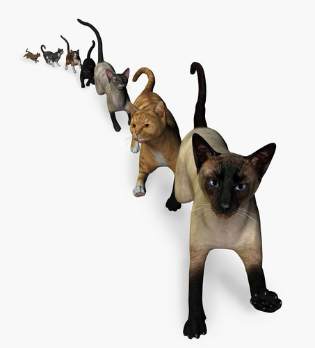 Households in Weber County Limited to Five Cats