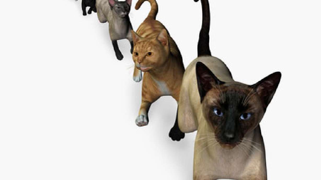 Households in Weber County Limited to Five Cats