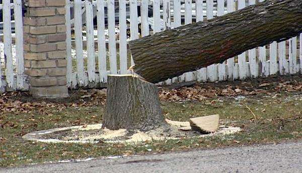 Power company criticized for cutting down trees