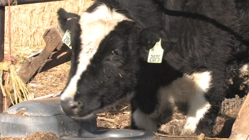 Utah ranchers taking their beef to Iraq