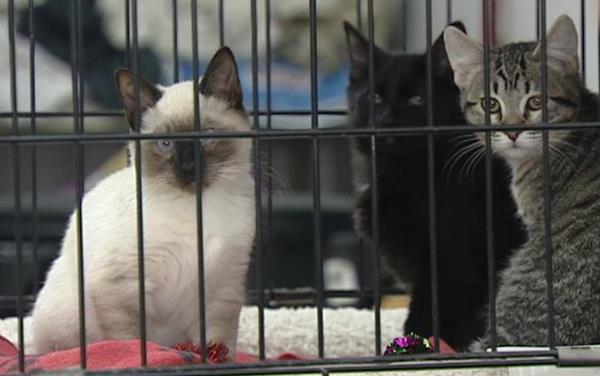 New trailer offers help for pets in emergency