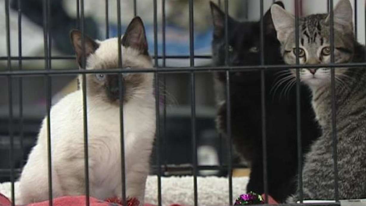 Shelter hosts holiday pet adoption