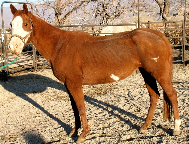 Horses looking for good homes