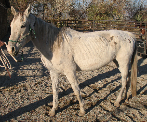 Horses looking for good homes