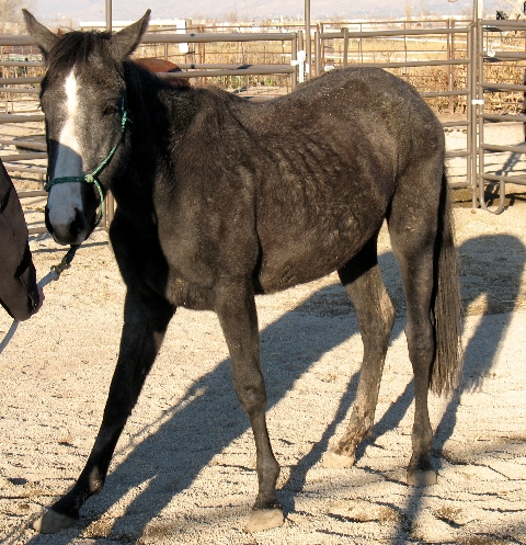 Horses looking for good homes