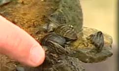 Exotic Species Could Cause Problems for Fish, Boaters