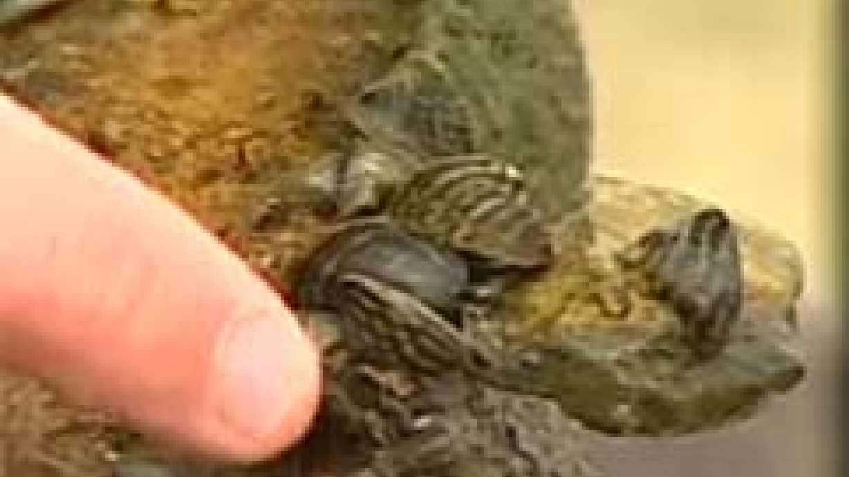 Exotic Species Could Cause Problems for Fish, Boaters