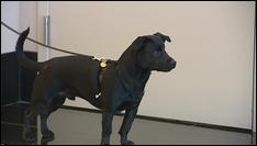 Bill for Making Torturing Animals a Felony is Stuck in Committee