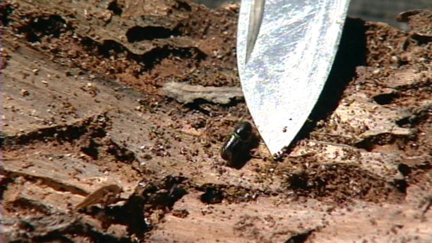 Orem Neighborhood is Infested with Beetles