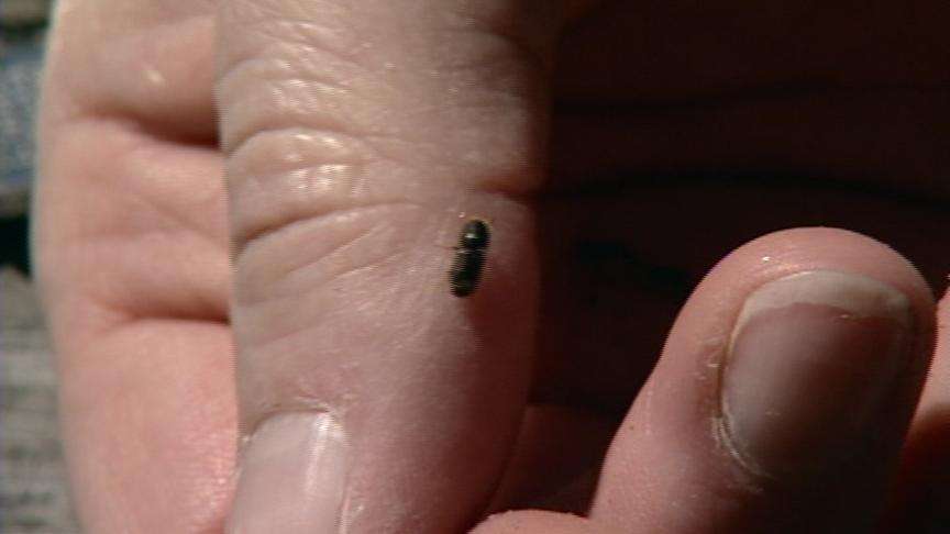 Orem Neighborhood is Infested with Beetles