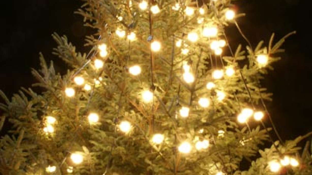 How to keep your living Christmas tree alive