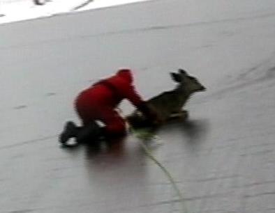 Deer rescue caught on tape