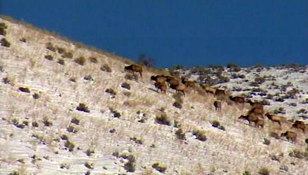 Spooked elk die after jumping over highway wall