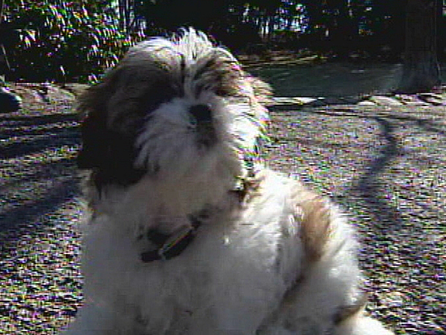 Vacuum used to save puppy from well