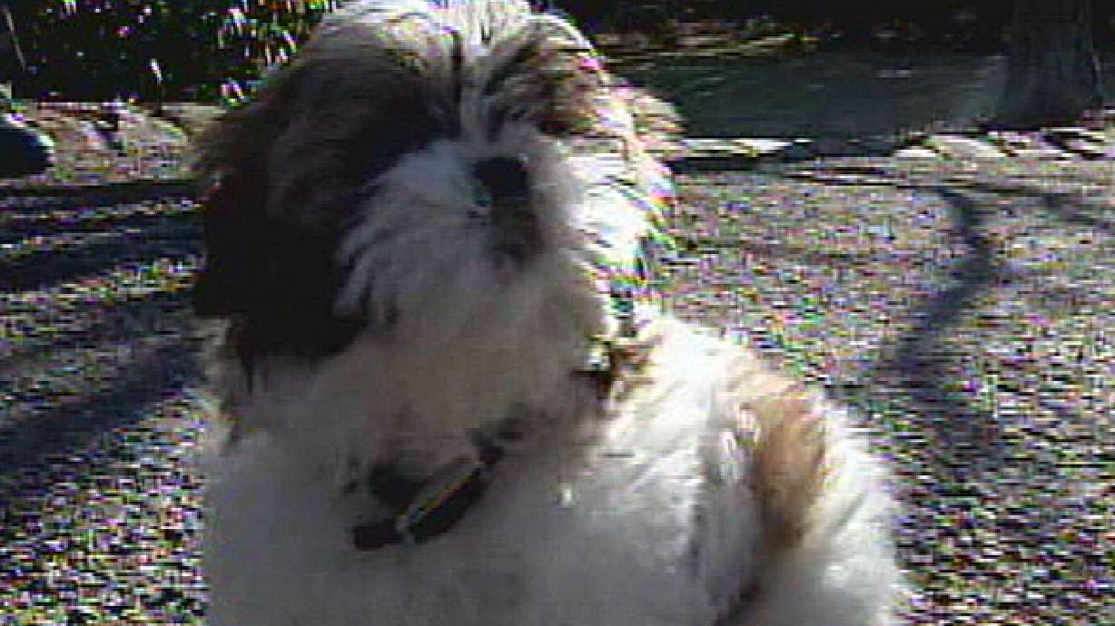 Vacuum used to save puppy from well