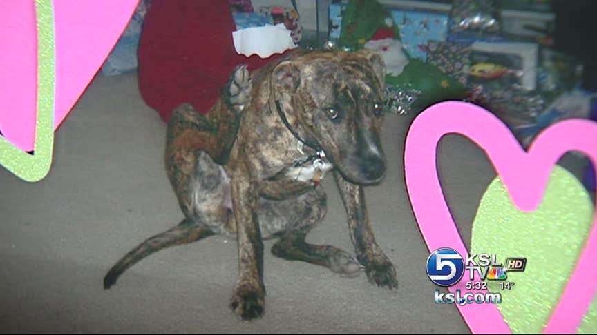 Owner of shot dogs prepared to go to court