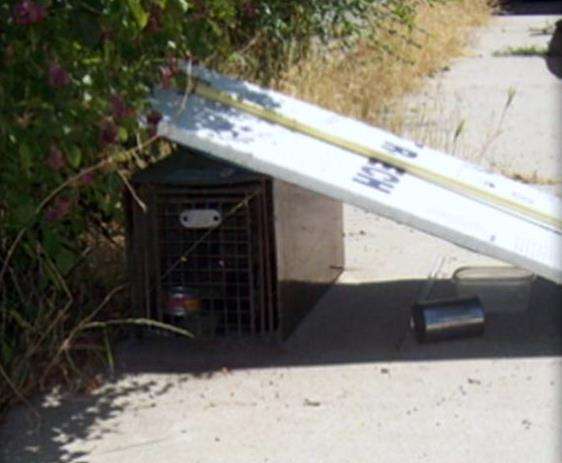 South Salt Lake man being prosecuted for moving a skunk