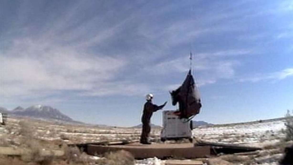 Utah's new bison herd thriving, expanding