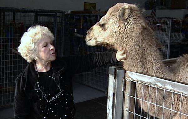 Giraffes may have to leave Lake Powell home