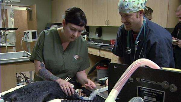 Out-of-town penguin gets eye surgery in Salt Lake