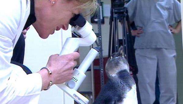 Out-of-town penguin gets eye surgery in Salt Lake