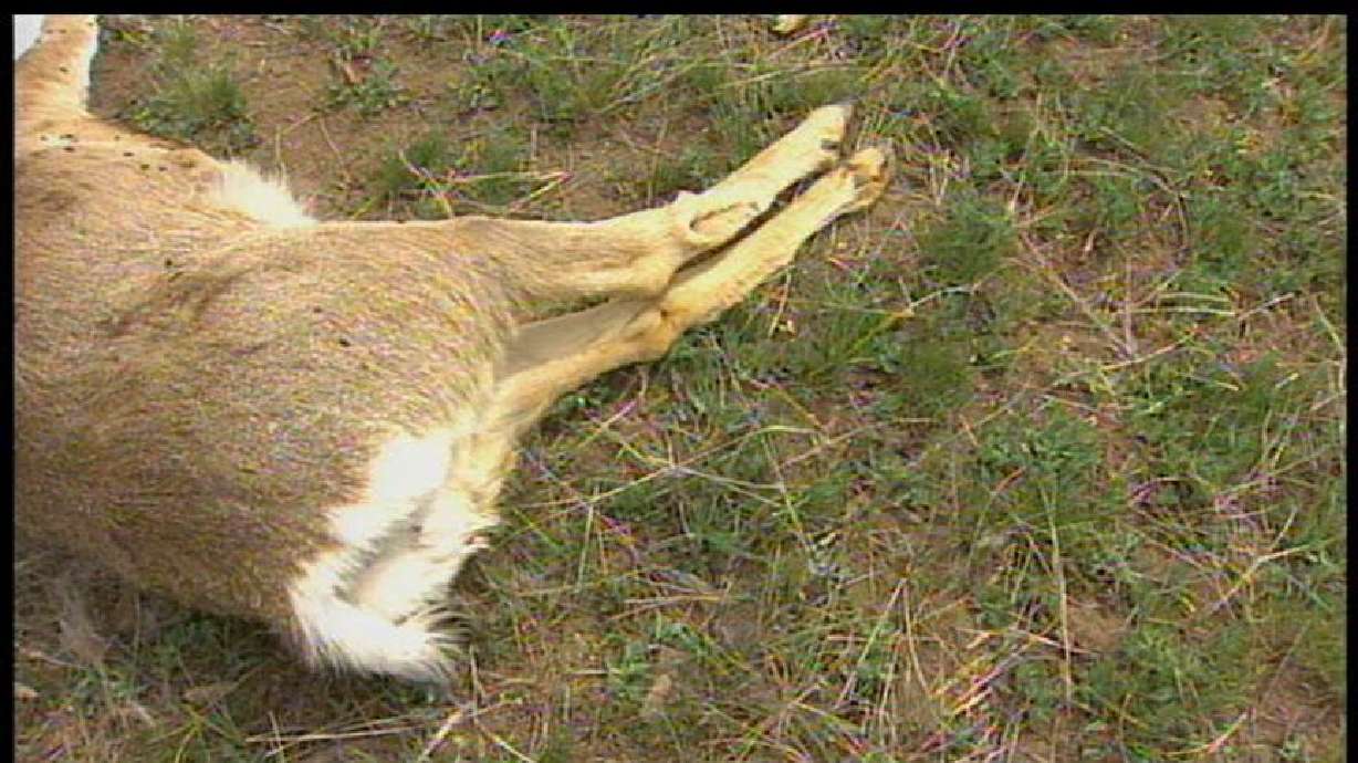 Men Charged in Killing of 13 Deer