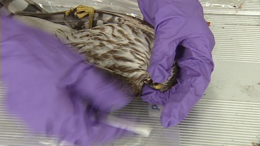 Wildlife Resources Testing for Avian Flu 