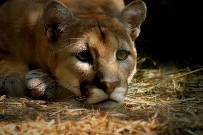 Wildlife Officials Searching for Cougar in St. George