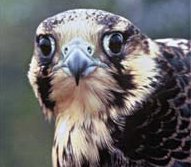 Web Cam Keeps Eye on Salt Lake Peregrine Falcons