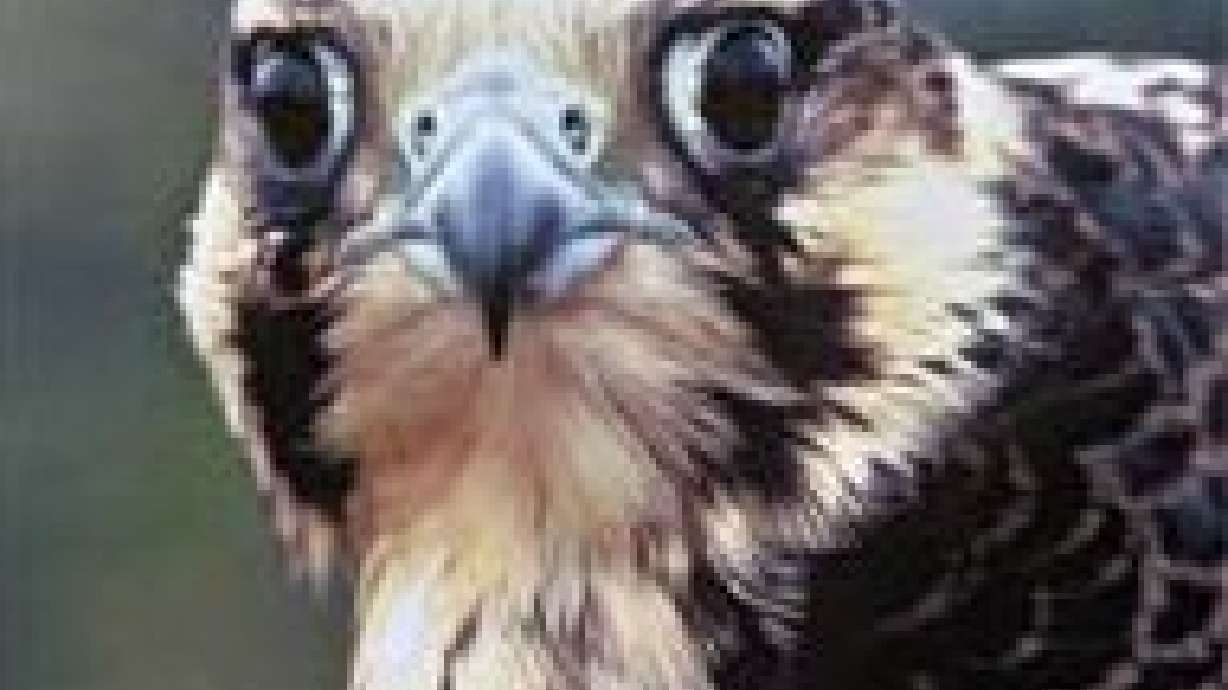 Web Cam Keeps Eye on Salt Lake Peregrine Falcons