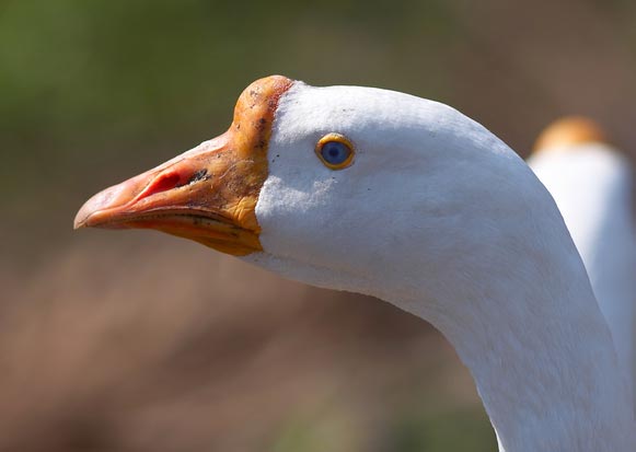 Police Sent on Wild Goose Chase - Literally