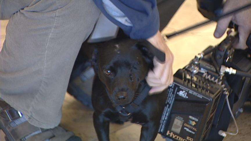 Man Sentenced for Putting Dog in Oven is Out of Jail Early