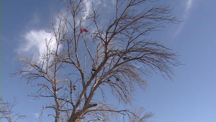 Shoe tree causes controversy in Toquerville