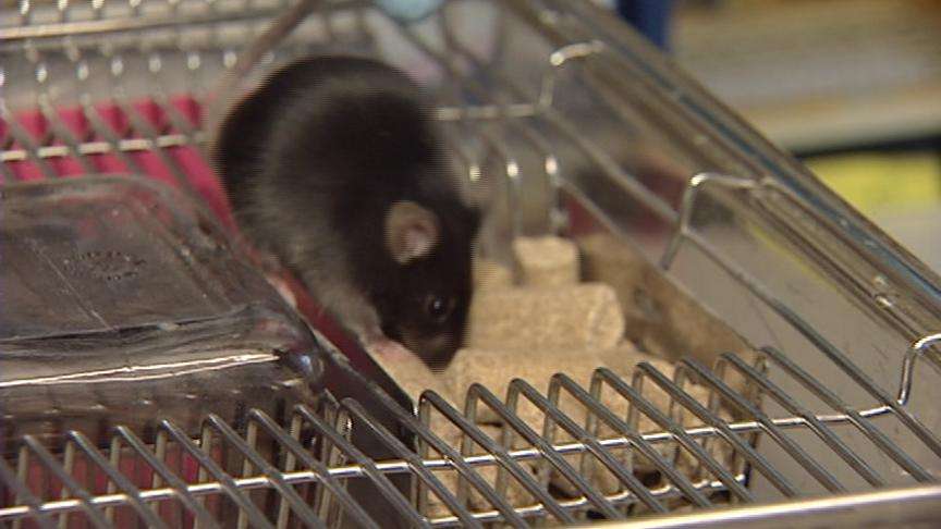 Simple statins may strengthen blood vessels