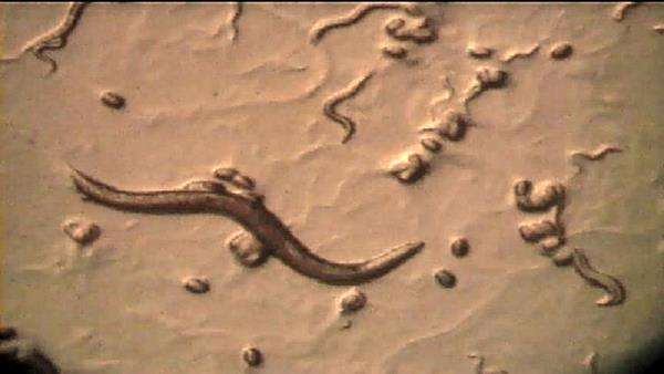 Utah researchers discover how to re-grow severed nerves