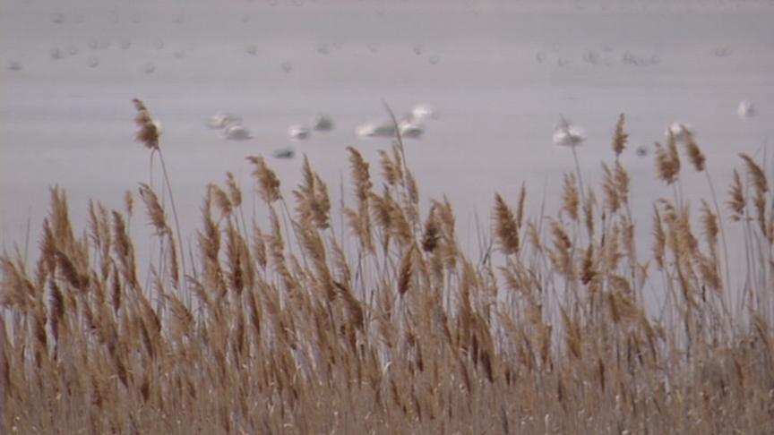 Wildlife Biologists to Burn 2,000 Acres of Noxious Plant