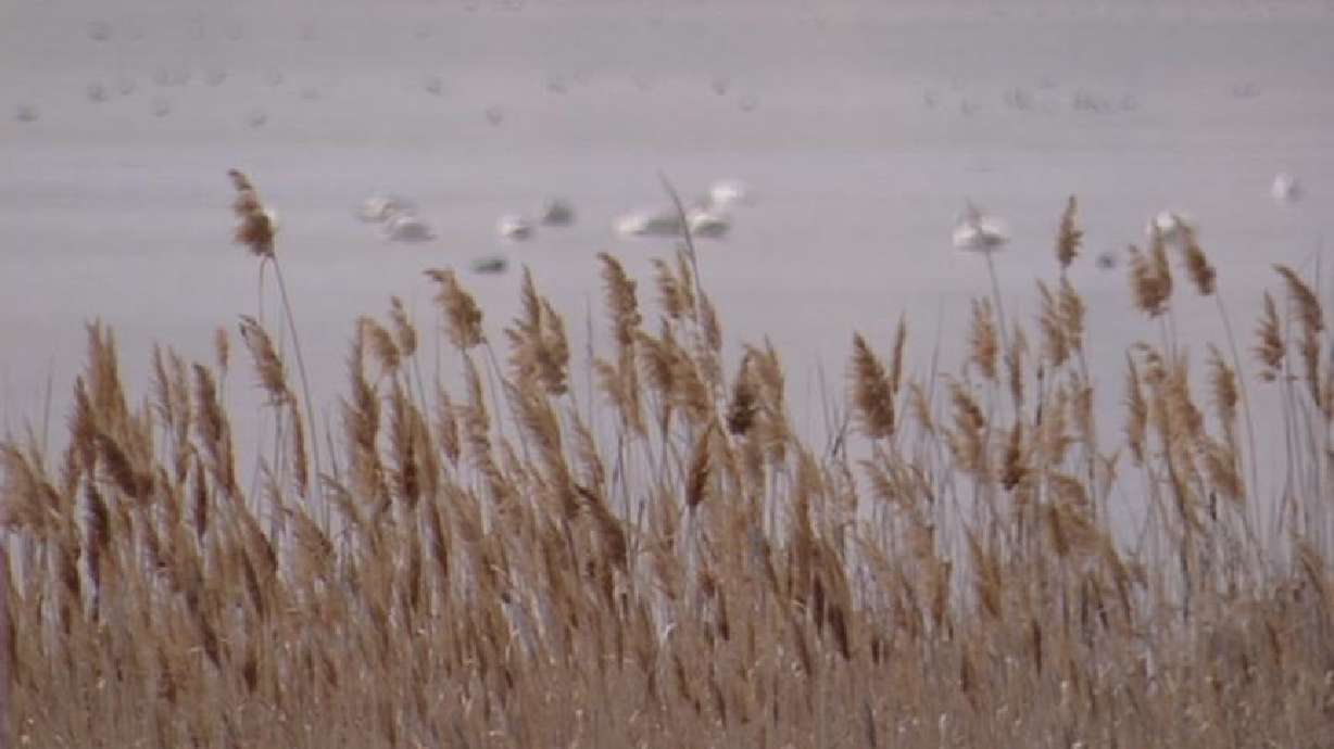 Wildlife Biologists to Burn 2,000 Acres of Noxious Plant