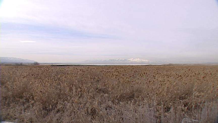 Wildlife Biologists to Burn 2,000 Acres of Noxious Plant